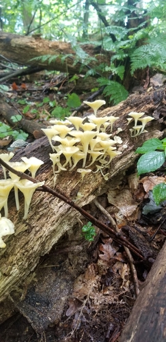 golden-gilled gerronema