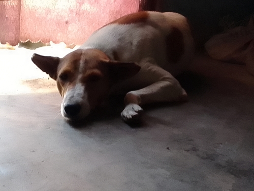 Domestic Dog