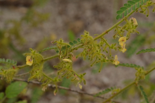 porcupine jointvetch (Aeschynomene histrix)