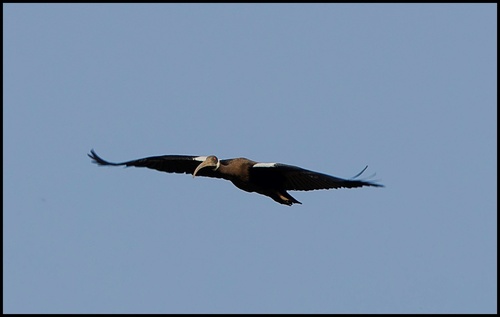 White-shouldered Ibis