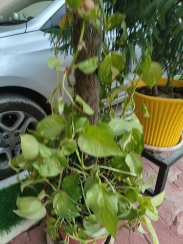 Golden Pothos