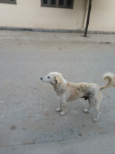 Domestic Dog