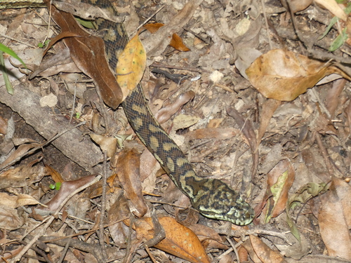 Coastal Carpet Python sighting