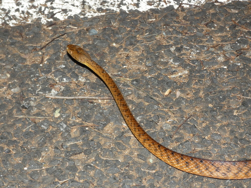 Brown Tree Snake sighting