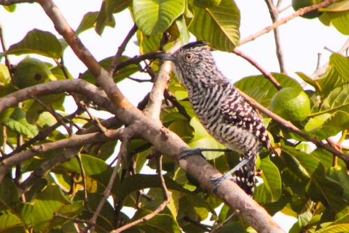 Barred Antshrike