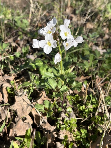 iNaturalist observation photo of milkmaids