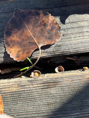 iNaturalist observation photo of common bird's nest fungus