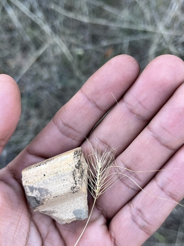 iNaturalist observation photo of medusa head