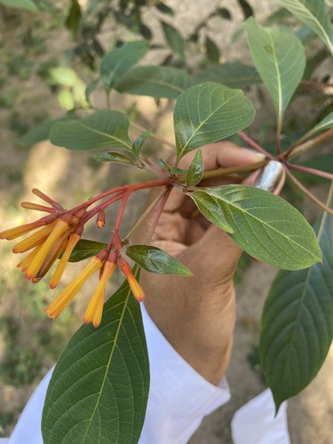 Hamelia chrysantha