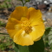 Abutilon grandifolium - Photo (c) Jim Roberts, כל הזכויות שמורות