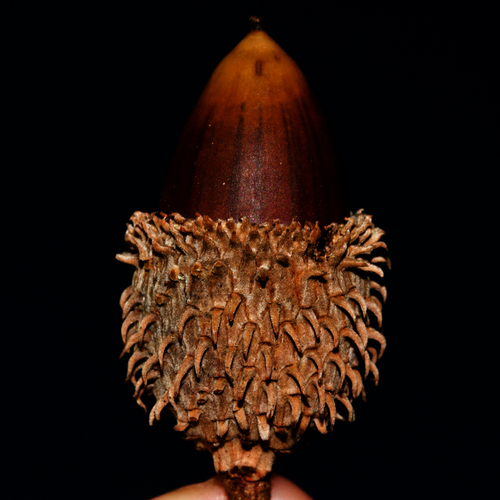 False-kermes oak