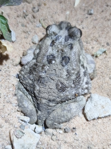 Egyptian Toad