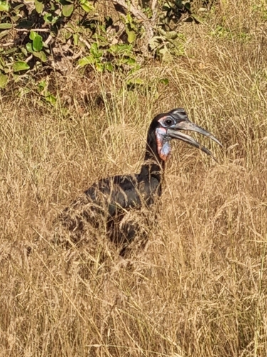Abyssinian Ground-Hornbill