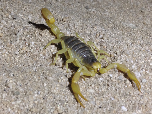 Desert Hairy Scorpion
