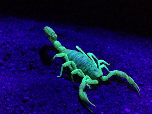 Desert Hairy Scorpion