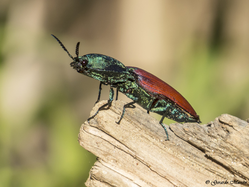 Chalcolepidius rubripennis