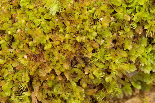 Diplophyllum andrewsii