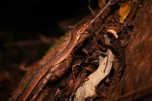 Brown Tree Snake sighting