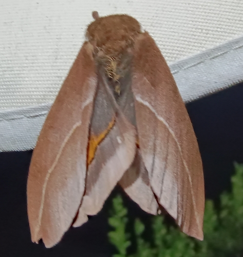 Automeris naranja