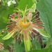 Passiflora mexicana - Photo (c) Rich Hoyer，保留所有權利