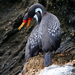 Red-legged Cormorant - Photo (c) Matt Brady, all rights reserved, uploaded by Matt Brady