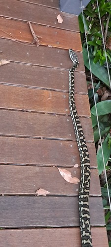 Coastal Carpet Python sighting