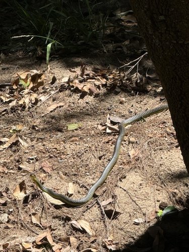 Common Tree Snake sighting