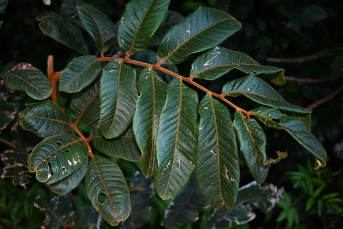 Diploglottis australis (G.Don) Radlk.