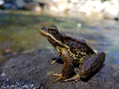 Cascades Frog