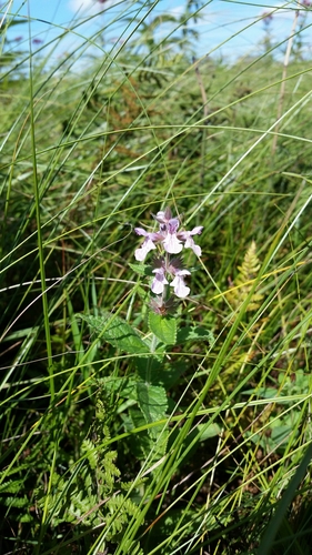 Stachys pilosa var. pilosa