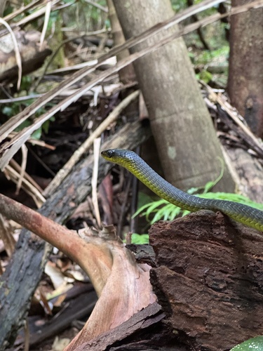 Common Tree Snake sighting