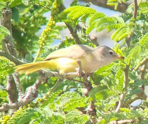 Senegal Eremomela