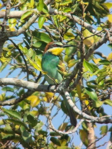 European Bee-eater