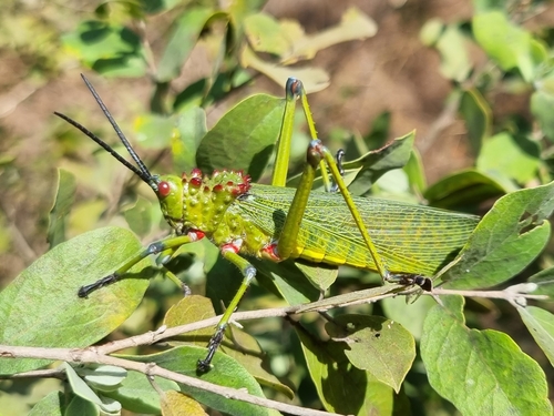 Phymateus cinctus