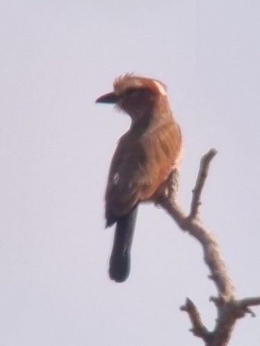 Purple Roller