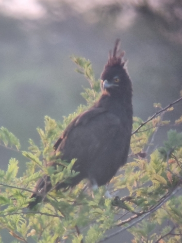 Long-crested Eagle