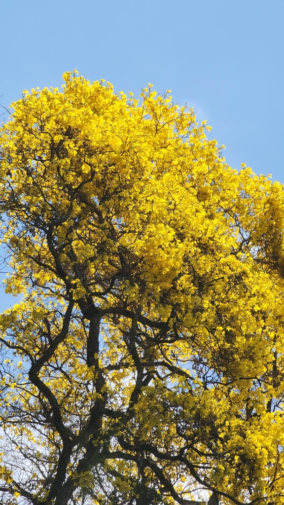 Yellow lapacho
