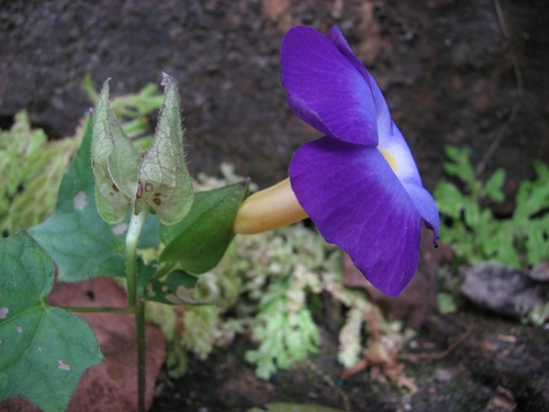 Thunbergia chrysops
