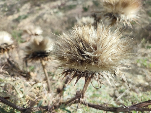 Avistamiento Alcaucil (alcachofa silvestre)