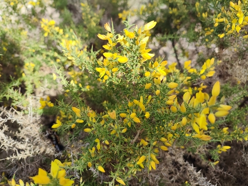 Avistamiento Ulex parviflorus