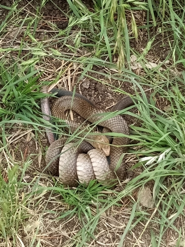 Eastern Brown Snake sighting