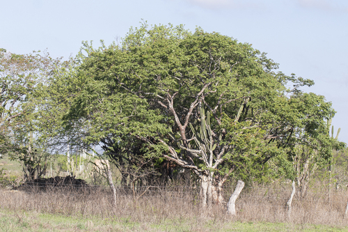 Amburana cearensis