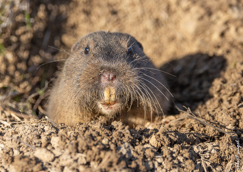 Botta's Pocket Gopher