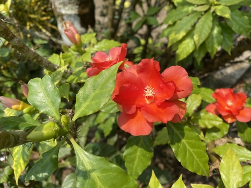 Rose Cactus