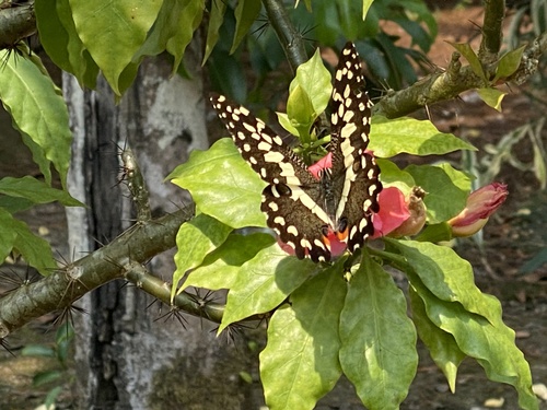 Citrus Swallowtail