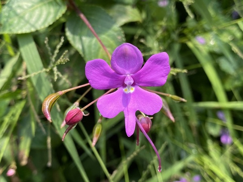 Impatiens kamerunensis