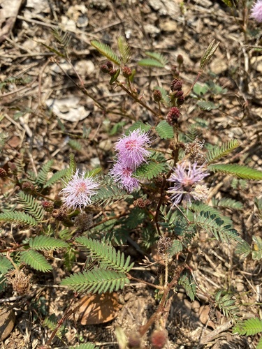 Sensitive Plant