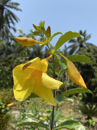 Golden Trumpet
