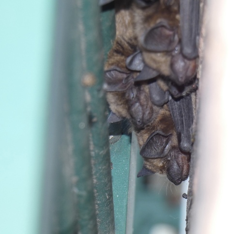 Big Brown Bat