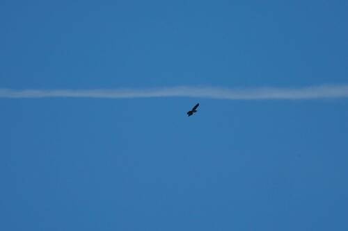 Avistamiento Águila perdicera o águila azor perdicera